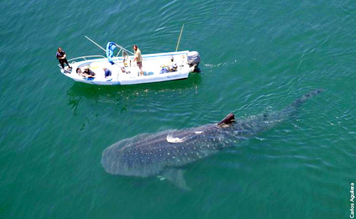 Is It A Whale Or A Shark?