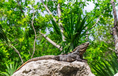 Jungles in Mexico: All You Need to Know