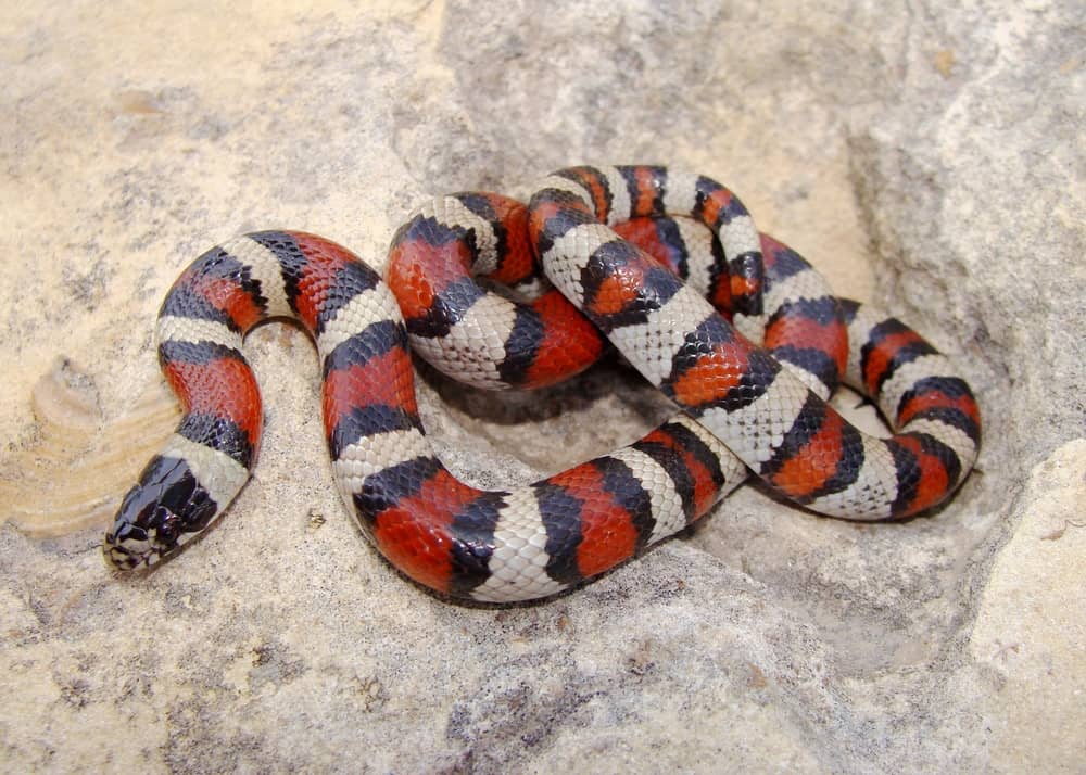 Exploring Mexican Wildlife, Part 2: Snakes