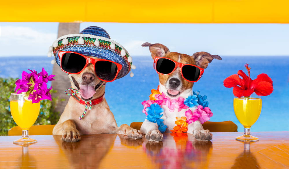 Traveling to Mexico with Pets: Dos and Don’ts
