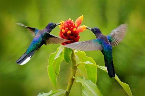 All About Mexican Flower Festivals