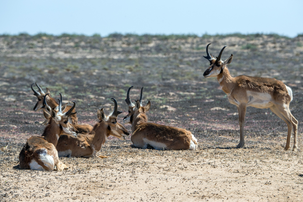 Into the Wild: What to See and Do in El Vizcaíno Biosphere Reserve